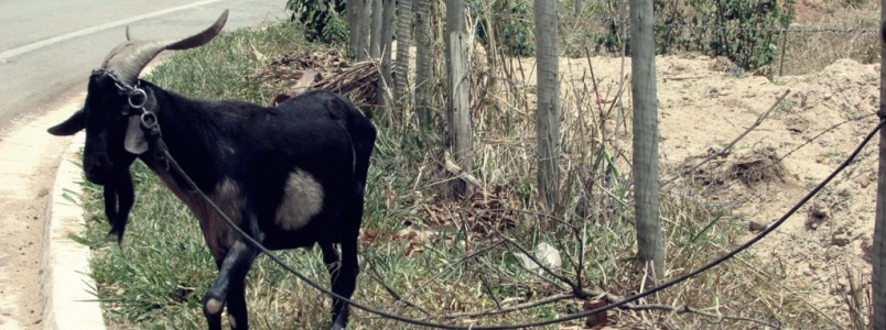 COVARDIA: Animal amarrado sem água no sol quente no Morro Escuro , em Santa Maria de Itabira, MG