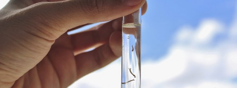 Com 1,6 milhão de casos, Brasil registra recorde de dengue em 2015