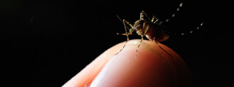 Entenda a tecnologia radioativa que promete conter o Aedes aegypti