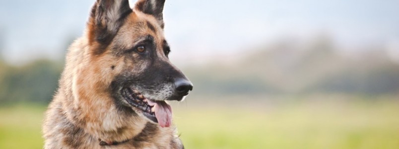 10 Anos: Encontro de Cães &  Criadores já tem data confirmada