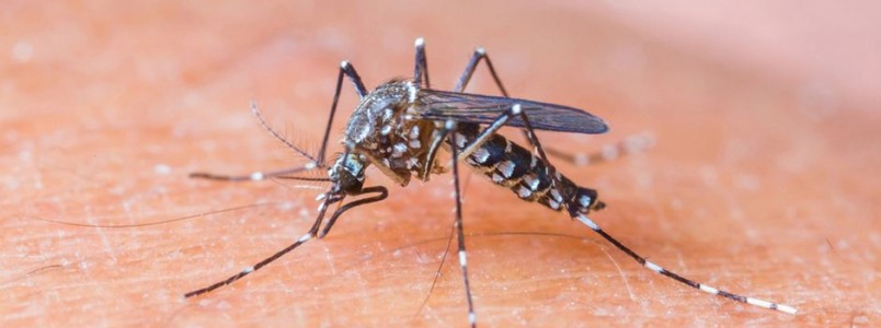 Asssísta o vídeo e tire dúvidas sobre a epidemia do zika vírus
