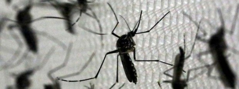 Dengue  ainda mais grave do que Zika vrus