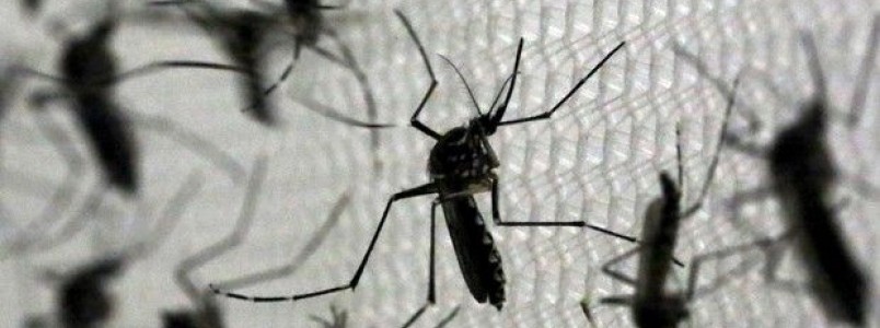 Dengue é ainda mais grave do que Zika vírus