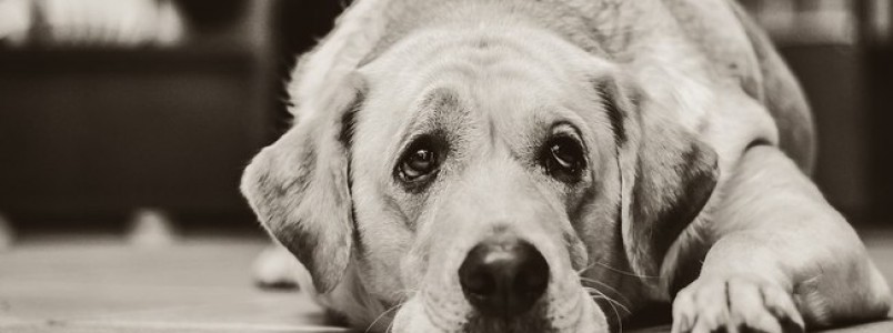 O cachorro está com gases intestinais, e agora?