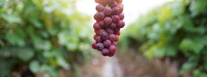 5 benefcios da uva para sade que vo te surpreender
