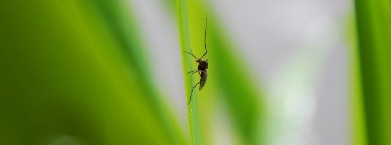 Zika vírus também pode ser transmitido por pernilongo, diz Fiocruz