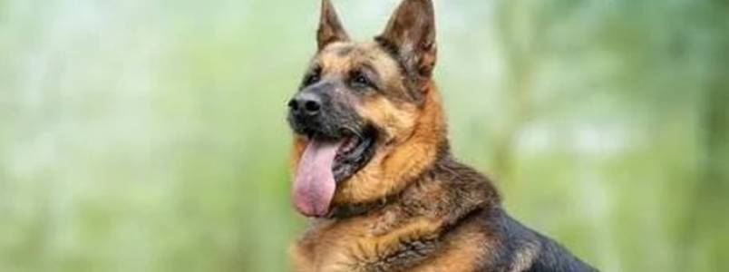 Encontro de Cães e Criadores 2025 acontecerá na Praca Acrisio, em Itabira, MG