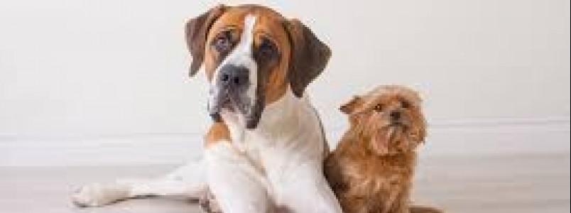 Governo de SP proíbe acorrentamento de pets e delimita novas regras para o bem-estar animal