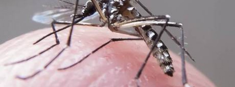 Pesquisadores vão desenvolver soro contra vírus zika