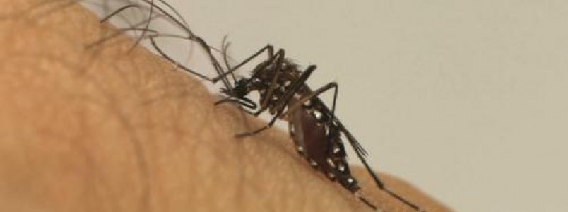 Vacina contra dengue comea a ser aplicada em fevereiro no Brasil