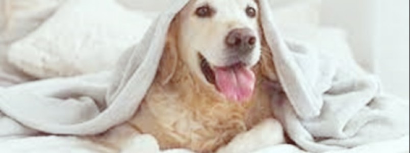 Inverno aumenta o risco de problemas respiratórios nos pets