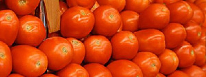 O que você acha de plantar tomates em sua própria casa? 