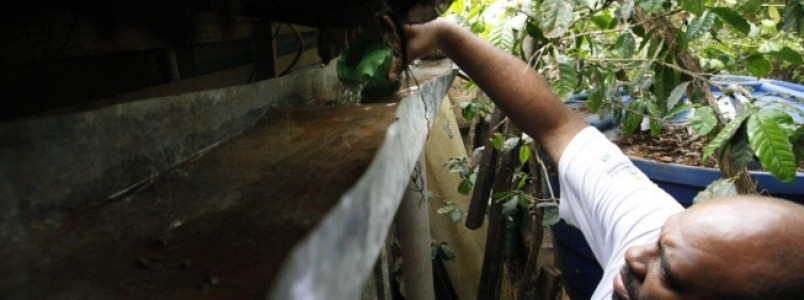 Altas temperaturas, chuva e novo vírus obrigam ações urgentes contra o Aedes aegypti