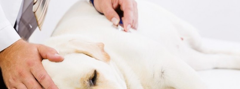 As doenças que mais atingem os cães idosos
