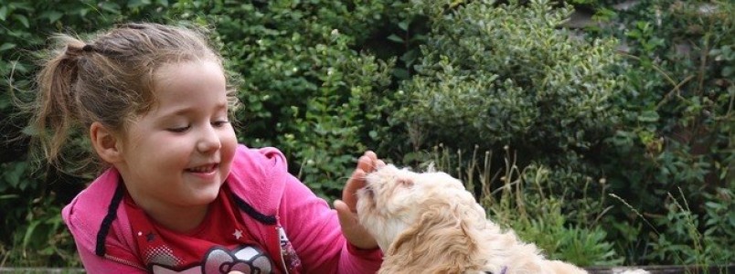 Avança em SP projeto que permite animais de estimação nas escolas