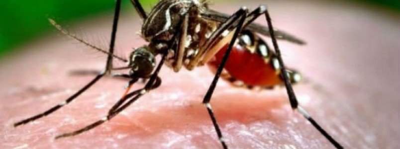 Combate contra zika vírus deve ser redobrado na primavera, diz Fiocruz