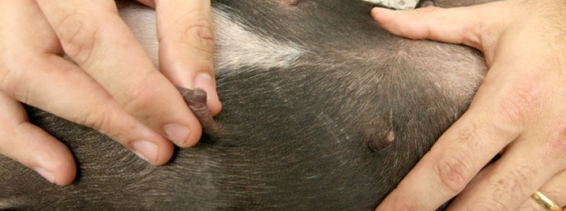 Outubro Rosa Pet: gatas e cadelas terão atendimento gratuito em BH e Betim