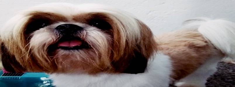 Quer que seu bebê fique lindinho? Leve no Mundo Animal