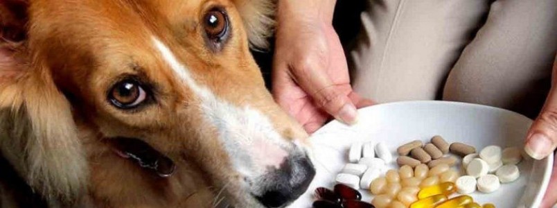 Saiba mais sobre suplementos para cães