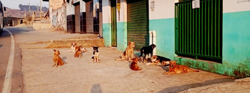 Solidariedade no Pedreira: Comerciante alimenta cães de rua