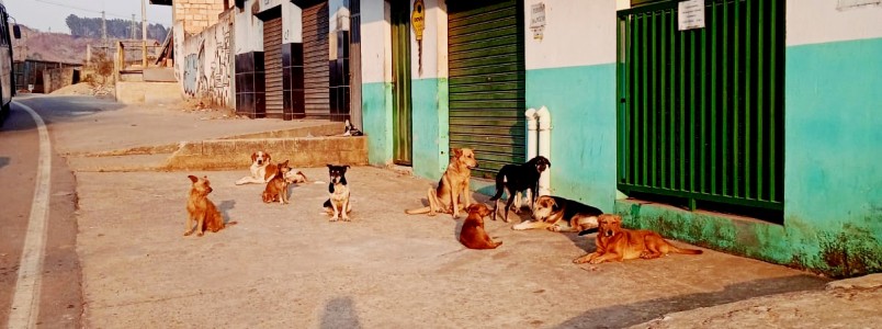 Solidariedade no Pedreira: Comerciante alimenta ces de rua