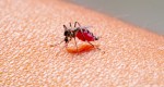 Saiba como identificar e prevenir o Zika vrus