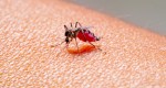 Saiba como identificar e prevenir o Zika vírus