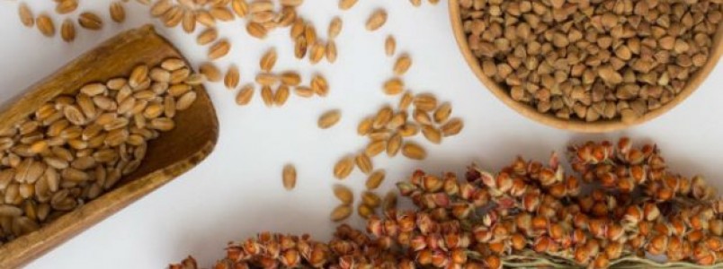 11 Benefícios do Sorgo – Para que serve e propriedades