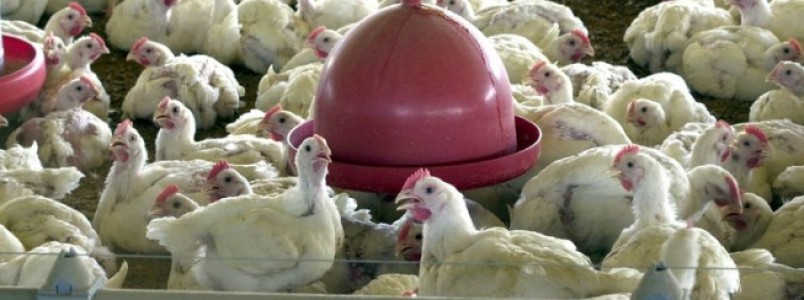 Agricultura proíbe uso de antimicrobianos em ração para animais