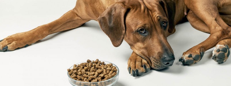 Síndrome do intestino irritável em cães: causas e sintomas