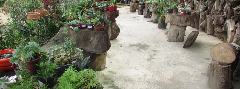 Floricultura Jardins da Água Santa: Deixe sua casa ainda mais linda