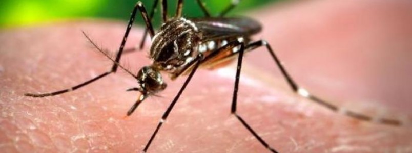 Especialista adverte que epidemia do vírus zika não acabou