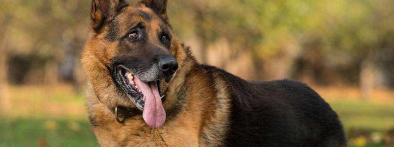 5o Encontro dos Apaixonados por Cães de Monlevade já tem data confirmada: 09 de junho