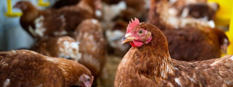Atual surto de gripe aviária H5N1 acende alerta na comunidade científica
