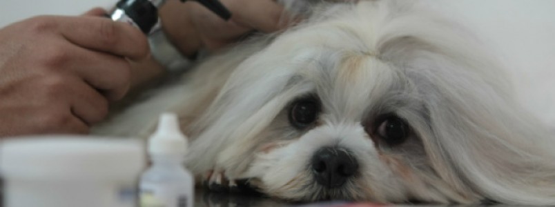 Lei que proíbe testes de cosméticos em animais entra em vigor em Minas