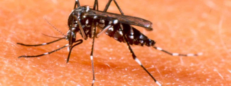 Combate à dengue traz nova campanha para o metrô de BH