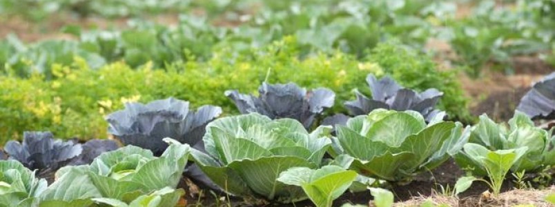 Estudo da USP mostra melhora no consumo de alimentos saudáveis