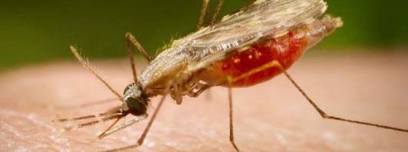 Pesquisa indica possibilidade de barrar transmissão da malária no país