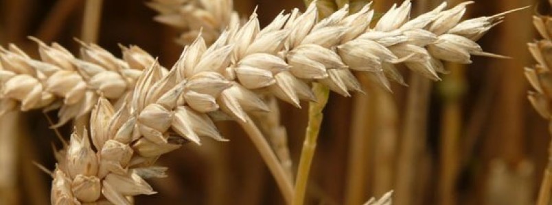 Por que os produtos sem glúten são tão caros?