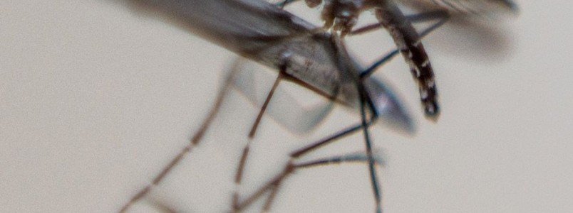 OMS: Zika est se difundindo de maneira explosiva