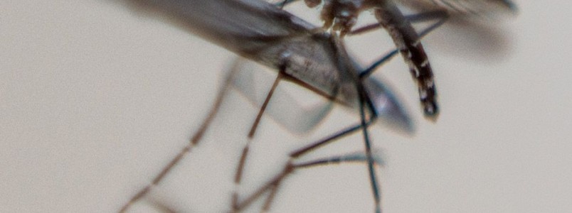 OMS: Zika está se difundindo de maneira explosiva