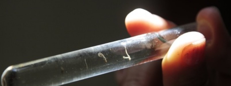 Governo anuncia R$ 649 milhões para pesquisas sobre a zika