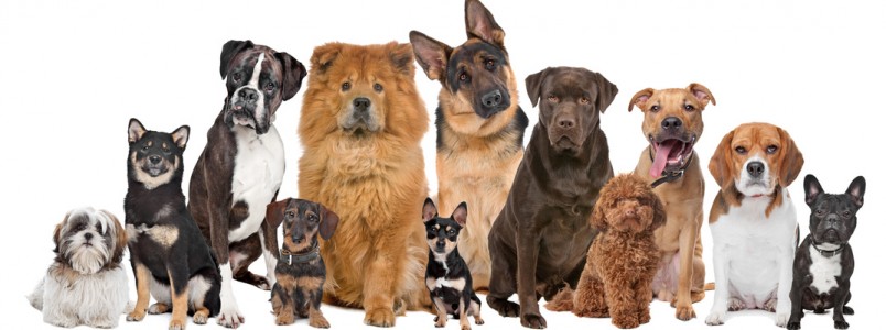 Vem aí: 2º Encontro dos Apaixonados por Cães de Monlevade (MG)