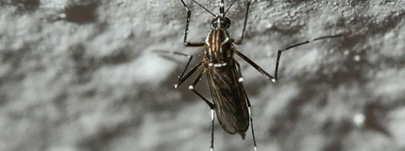 Vacina contra dengue é eficaz em 80% dos casos