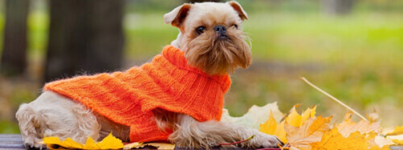 Vestir nossos cães: capricho ou necessidade?