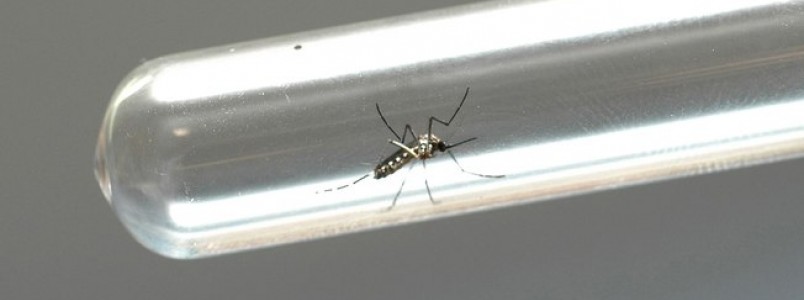 Vacina contra a dengue é aprovada e deve ser vendida no primeiro semestre