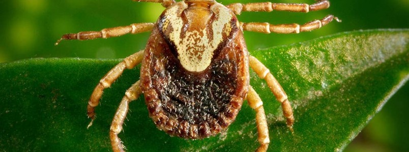 Em meio à Covid-19, muitas zoonoses passam despercebidas, como a febre maculosa, alerta a Fiocruz
