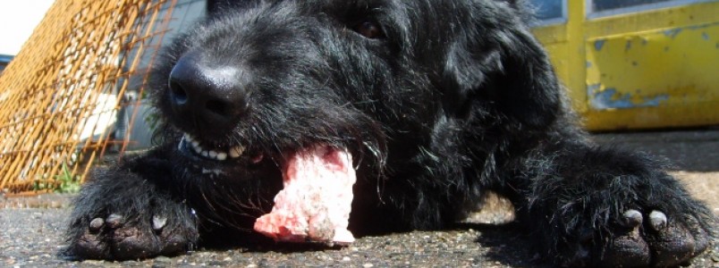 Pesquisa da UFMG aponta riscos de carne crua como alimento para cachorros