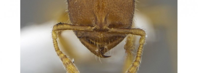 Pesquisadores brasileiros descobrem mais quatro espécies de formiga