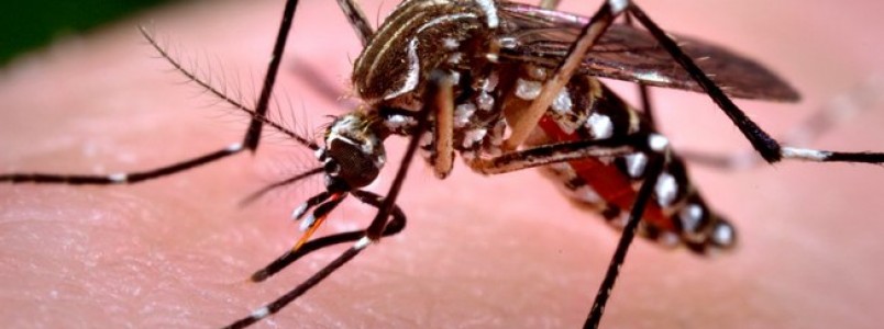 Aedes: combate ao mosquito deve ser intensificado durante o vero